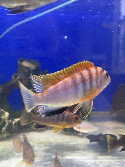 Красная зебра (Kimpuma Red) цихлида Малави