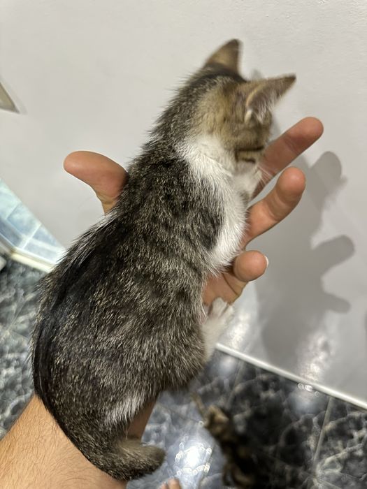 Подарявам котенца