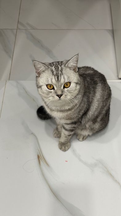 Кот шотландский. 13 месяцев. Здоровый. Породистый. К лотку приучен