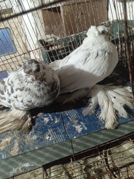 Продоёться пара голубей