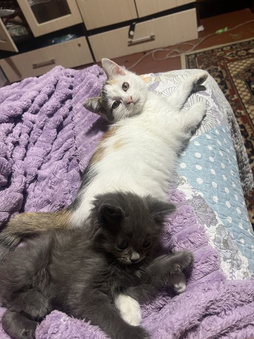 Отдам котят девочка и мальчик