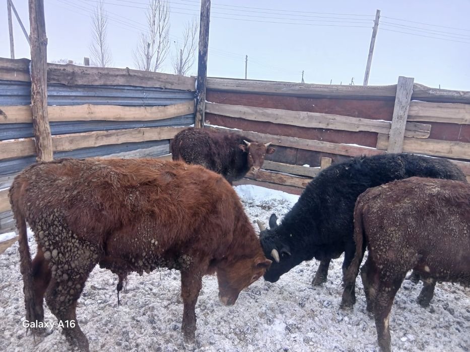 Продам быков оптом