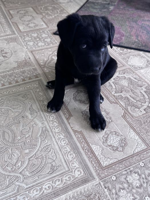 Щенки 1 месяц, девочка и мальчик