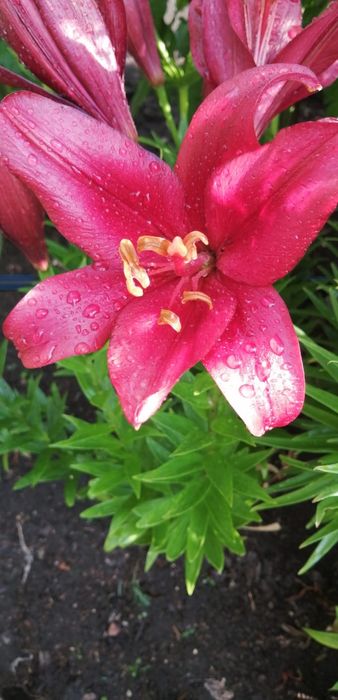 Продам дачу в садовом обществе Горизонт Горизонт