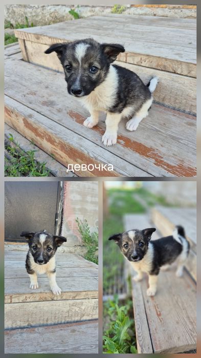 Отдам щенят в добрые руки девочки