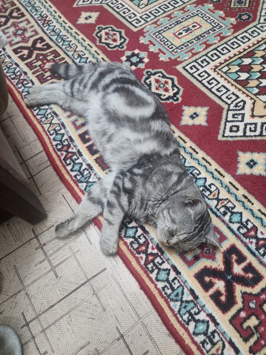 Даром шотландской породы