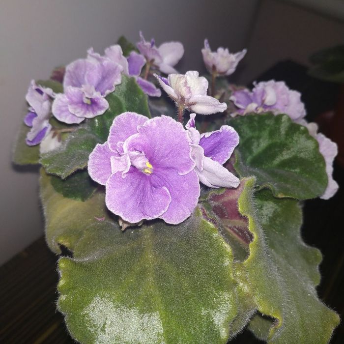 Фиалки разных сортов от 20000 до 25000