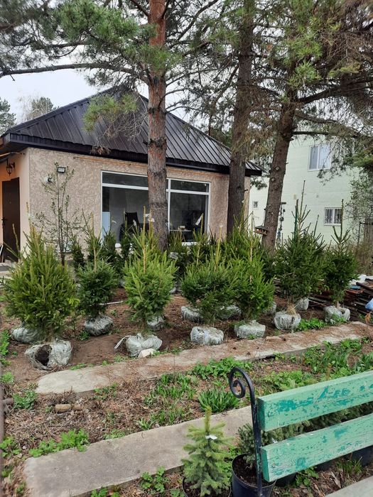 Ели Ель Классические местные