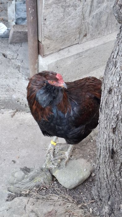 Araucana potarnichiu salbatic.