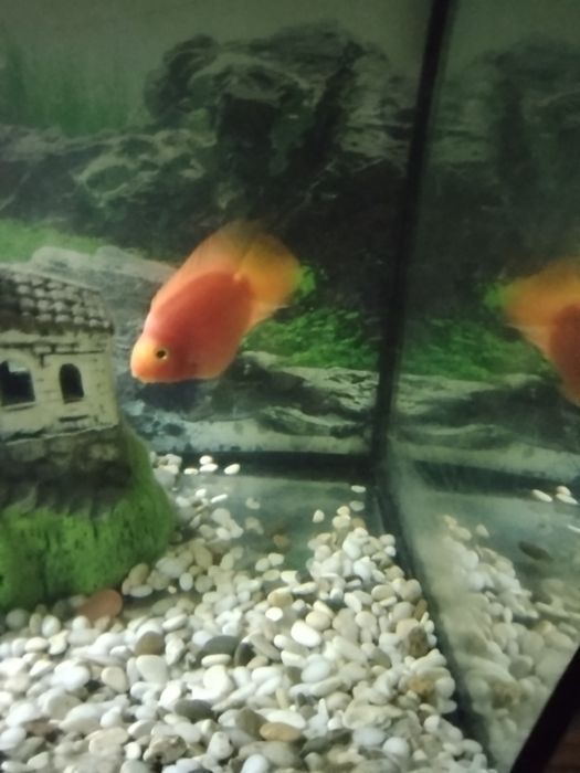 Красный попугай.