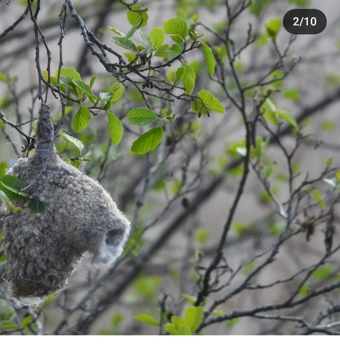 Гнездо птицы куркултай от бесплодия