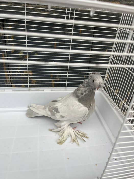 Продаётся пепельный