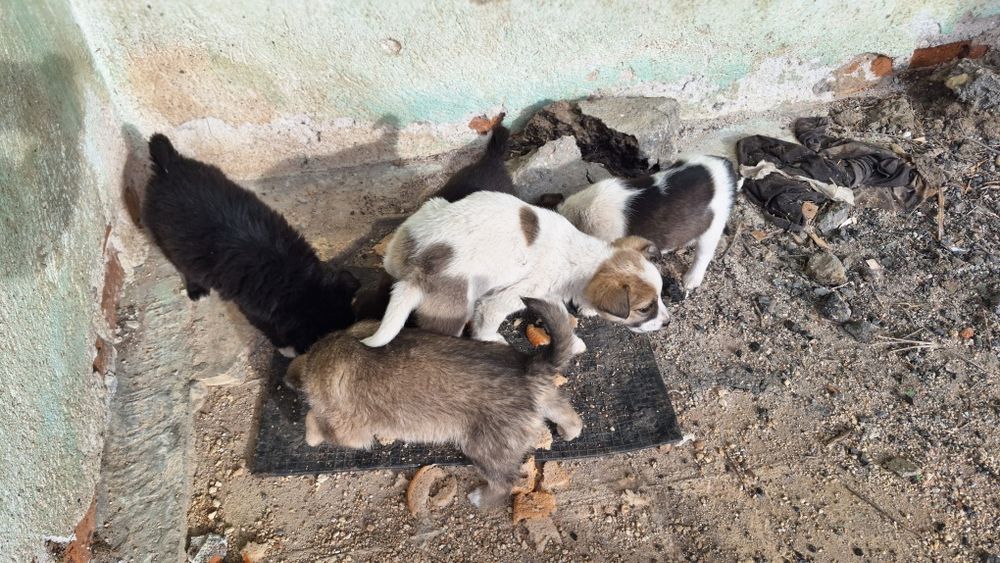 Подаряват се 5 броя малки кученца.