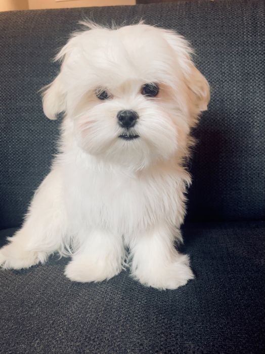 Щенки Мальтезе , Maltese