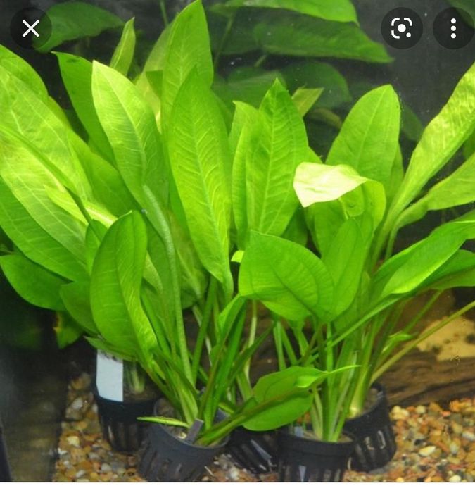 Продам эхинодорус Тропика,Эхинодорус Блехера.