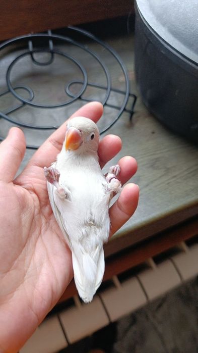 Ruchnoy popugay nerazluchka