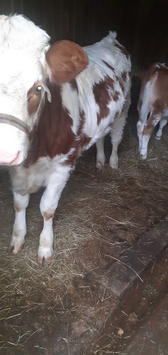 Vand vitelusa, juninca si taur