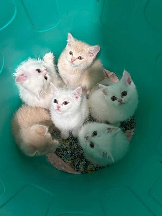 Котята в Ташкенте.