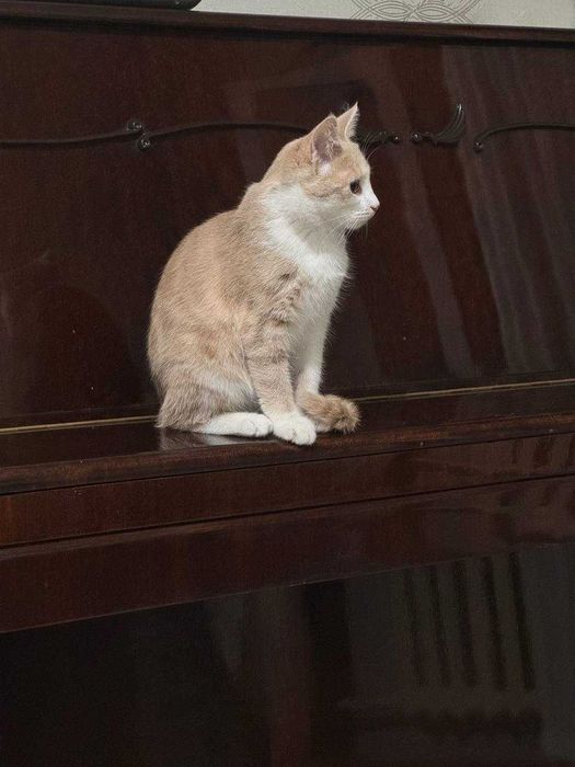 Mushuk hadya qilinadi