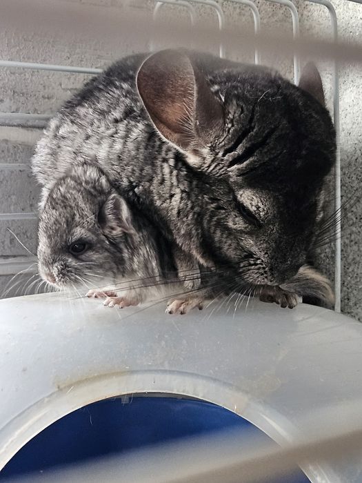 Малышка шиншиллы (стандарт) — открыта бронь только в добрые руки!!!