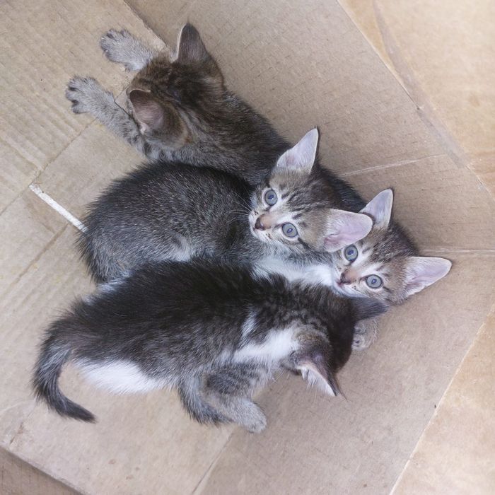 Отдам в добрые руки