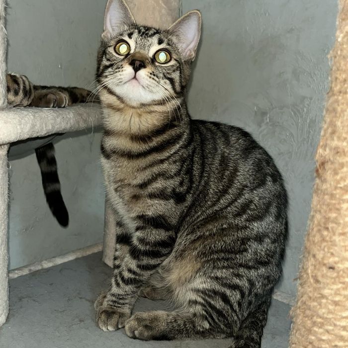 Кошки в хорошие , любящие руки .