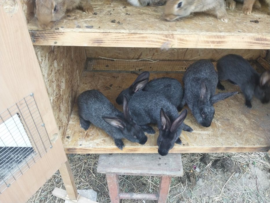 Породистые крольчата
