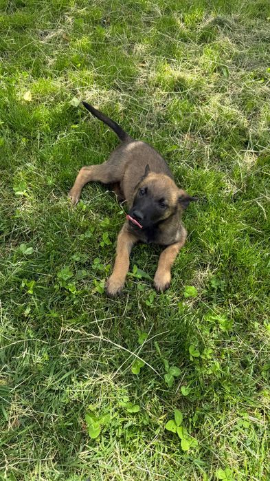 Ciobănesc belgian Malinois