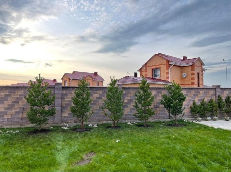 Саженцы ёлка сосна