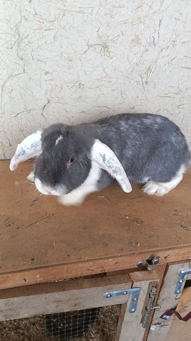 Ф Баран ла сотилади