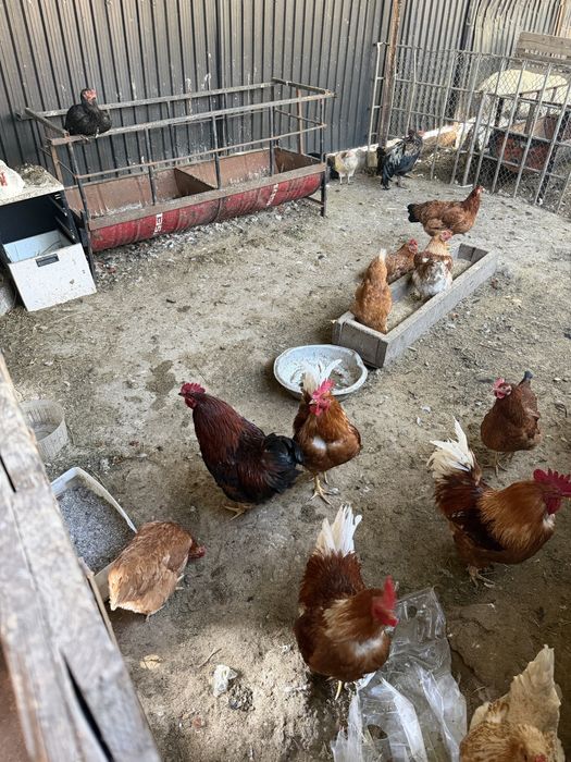 Яйцо на инкубатор домашние