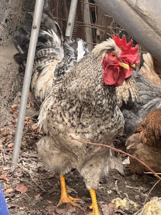 Продам двух петухов