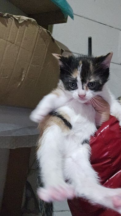 Pisici mici de adoptat