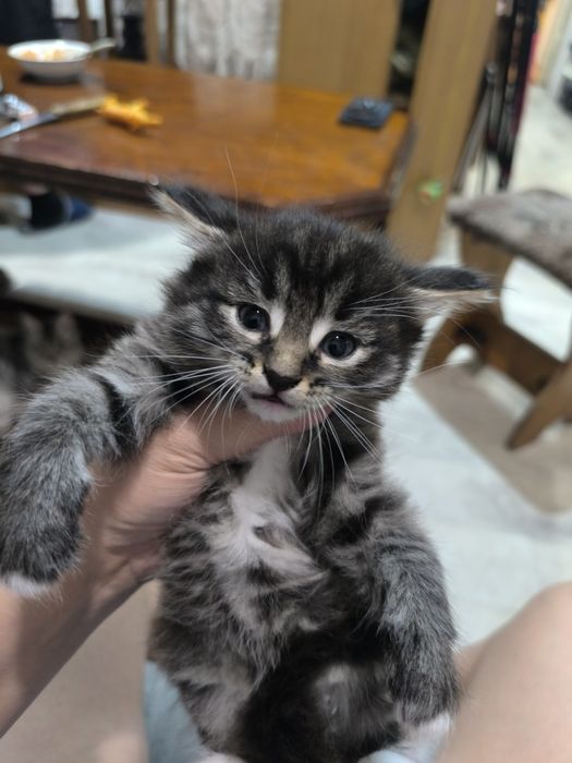 Котята бесплатно