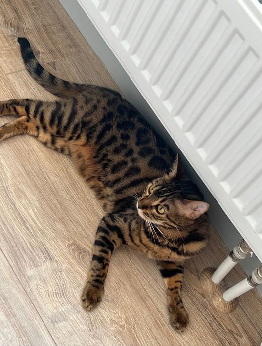 Кошечка бангальской породы