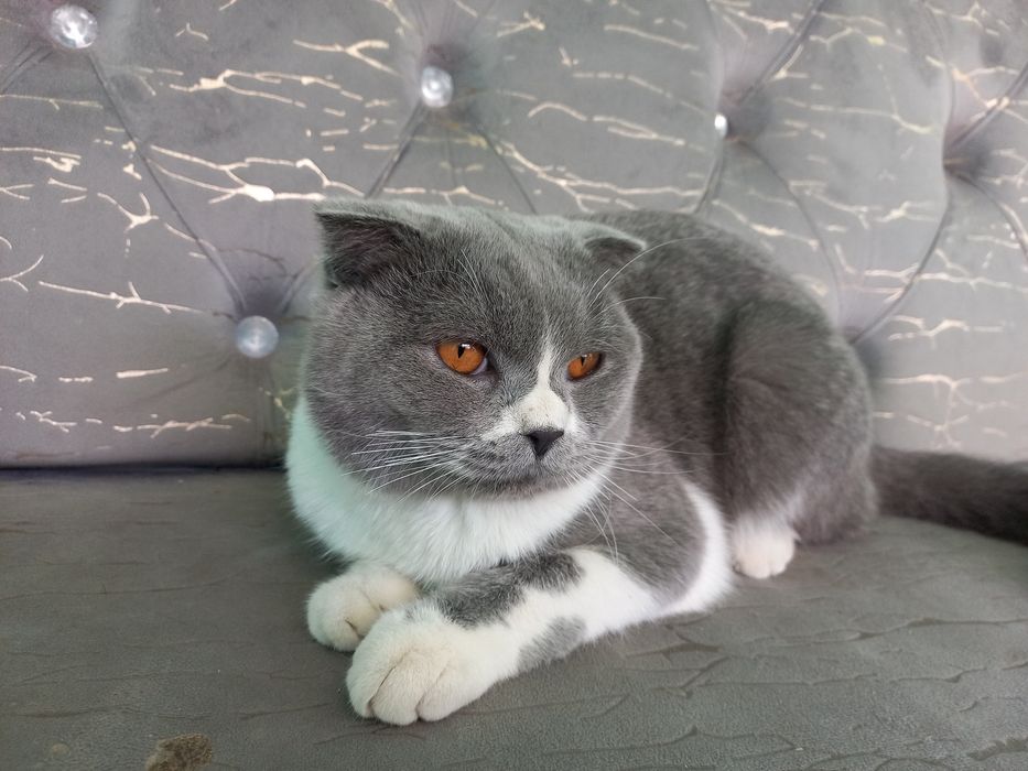 Кот малчик 7 месец умный