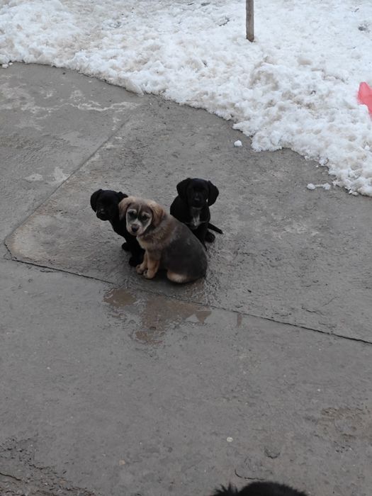 Күшіктер сүйкімді тегін