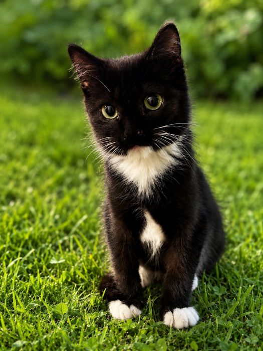 Отдам котёнка в добрые руки