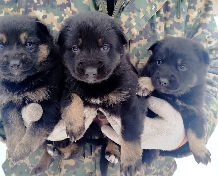 Немецкая овчарка.Щенки,девочки.