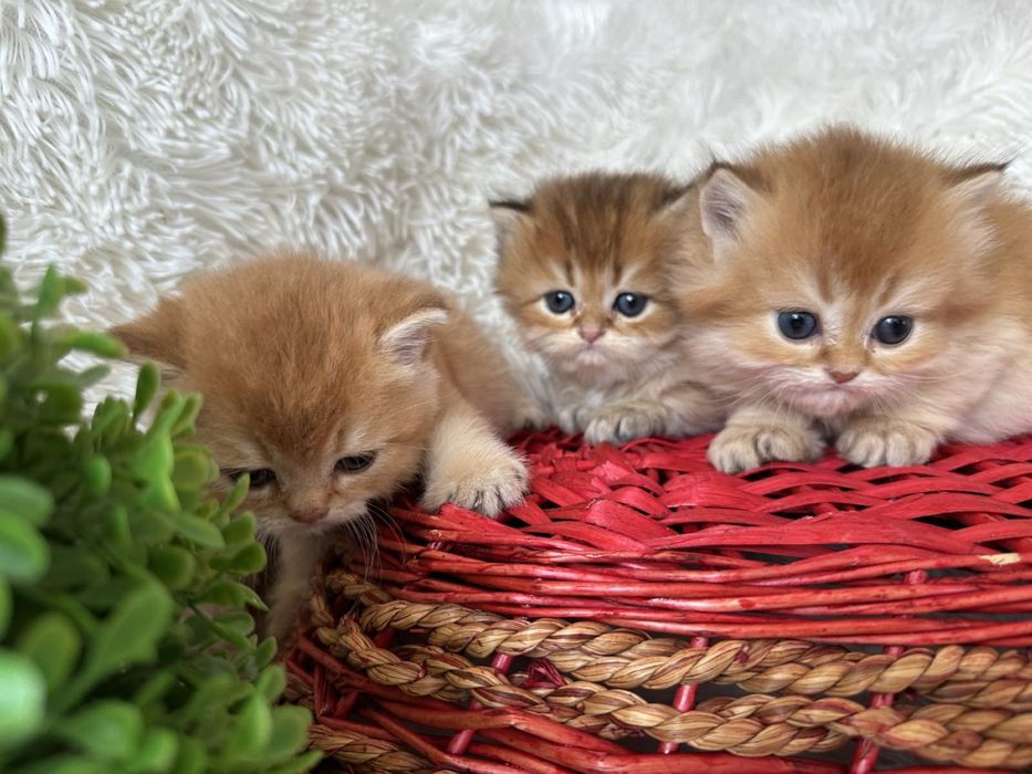 Златна чинчила -британски котенца