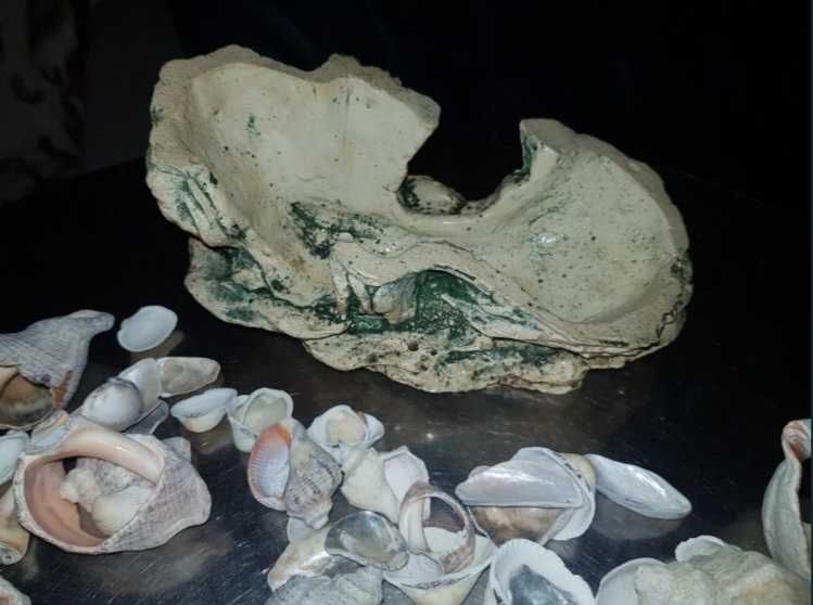 Piatra decorativa si scoici pentru acvariu