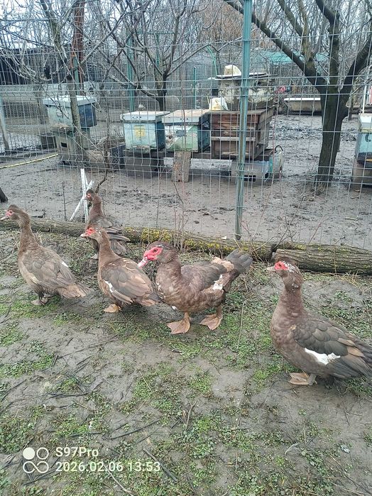 Famili rate mute ciocolatii ,negre salbatic si oua pentru incubat.