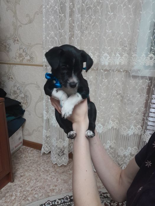 Дарю щенка, мальчик