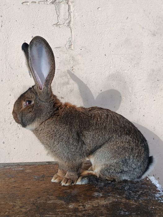 Masculi uriaș german