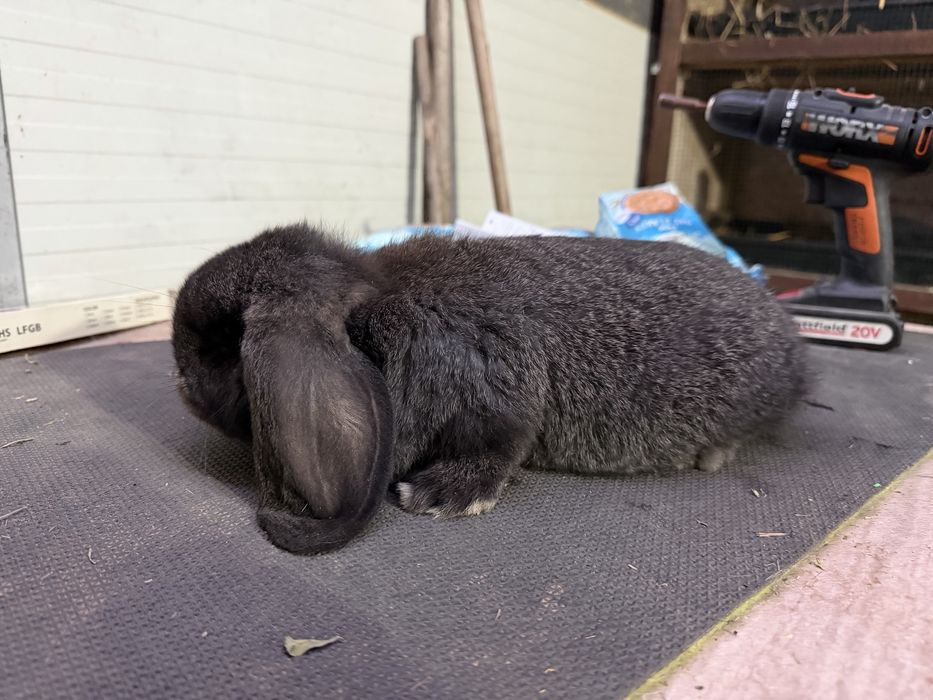 Iepuri berbec german mascul femela pui