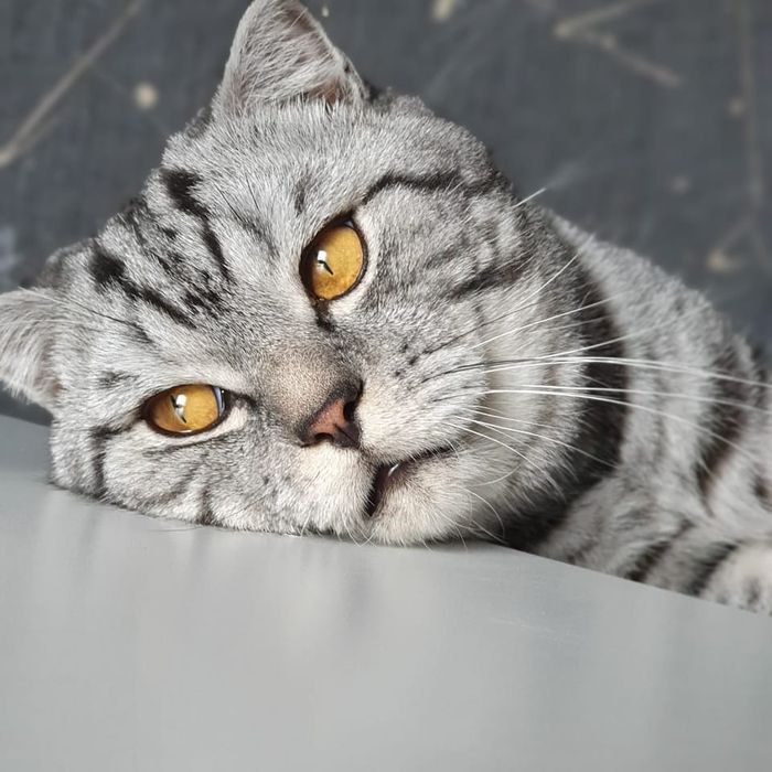 Вязка кот шотландец