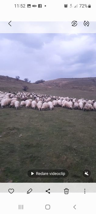 Vând oi tinere și berbeci