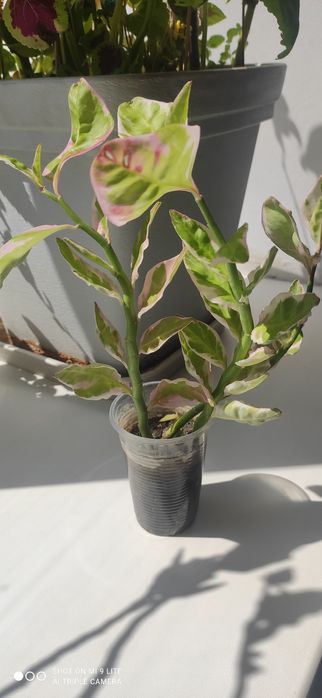 Продам укорененные сукуленты