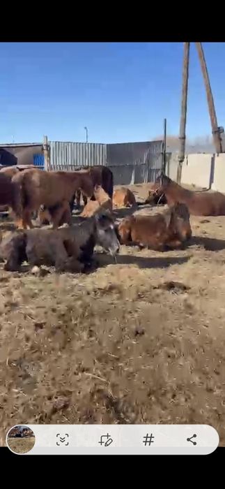 Жылқылар сатылады 14 бас