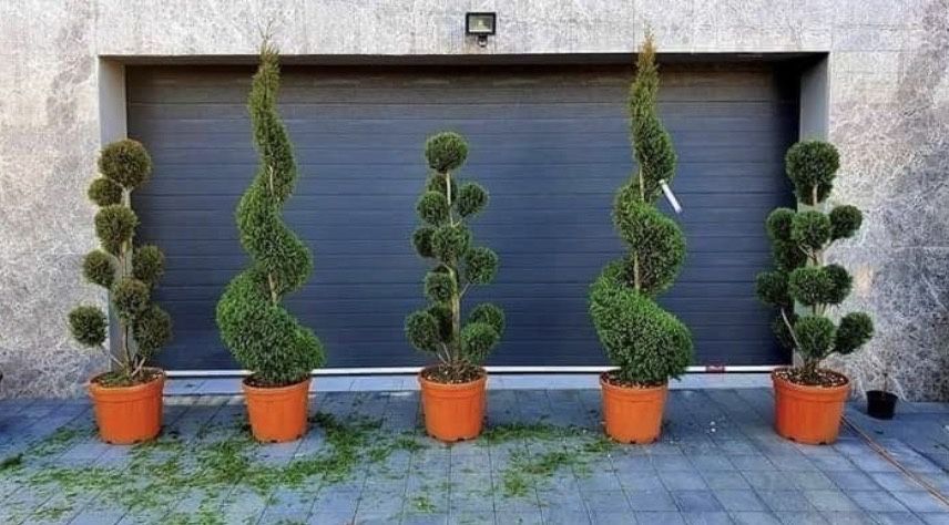 Tuia spirală de vânzare – EFECT WOW în orice curte!